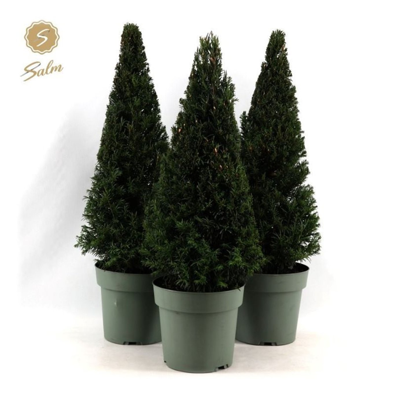 Taxus baccata - 50-60 CM Piramide Cont.